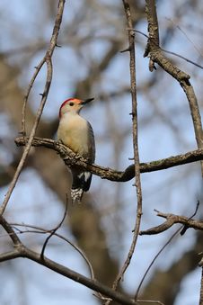 Red Bellied Woodpecker Stock Images Red Bellied Woodpecker Stock Images