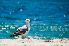 Seagull At Beach Stock Images Seagull At Beach Stock Images
