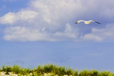 Soaring Seagull Stock Images Soaring Seagull Stock Images