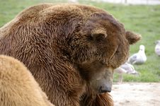 Grizzly Bear Stock Photos Grizzly Bear Stock Photos