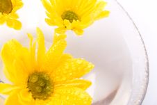 Yellow Flowers Royalty Free Stock Images Yellow Flowers Royalty Free Stock Images