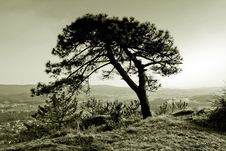 Tree Royalty Free Stock Photography Tree Royalty Free Stock Photography