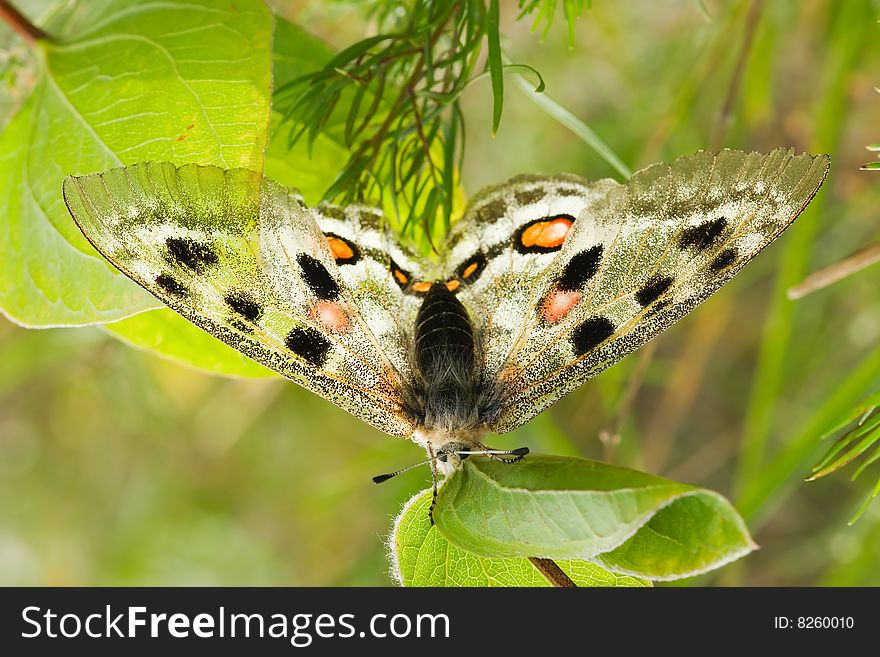 Nomion butterfly sitting on the grass