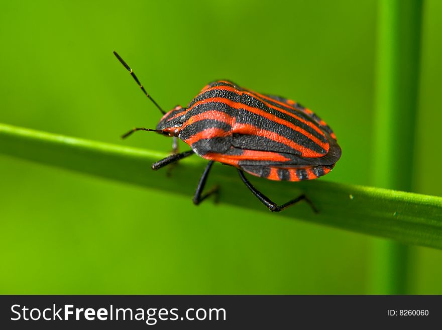 Colored in red and black striped bug creeping along the green grass. Colored in red and black striped bug creeping along the green grass