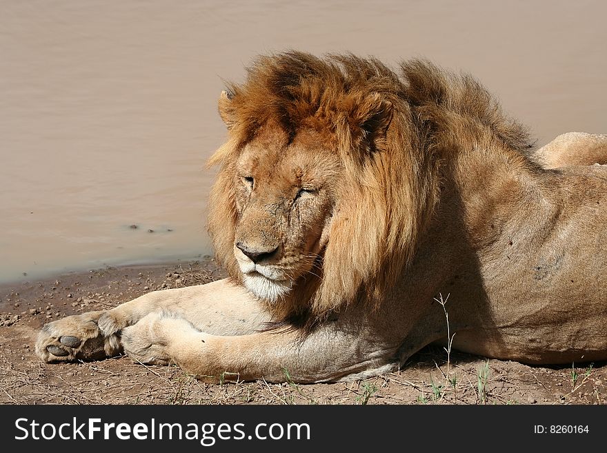 Resting lion in Tanzania, Serengeti