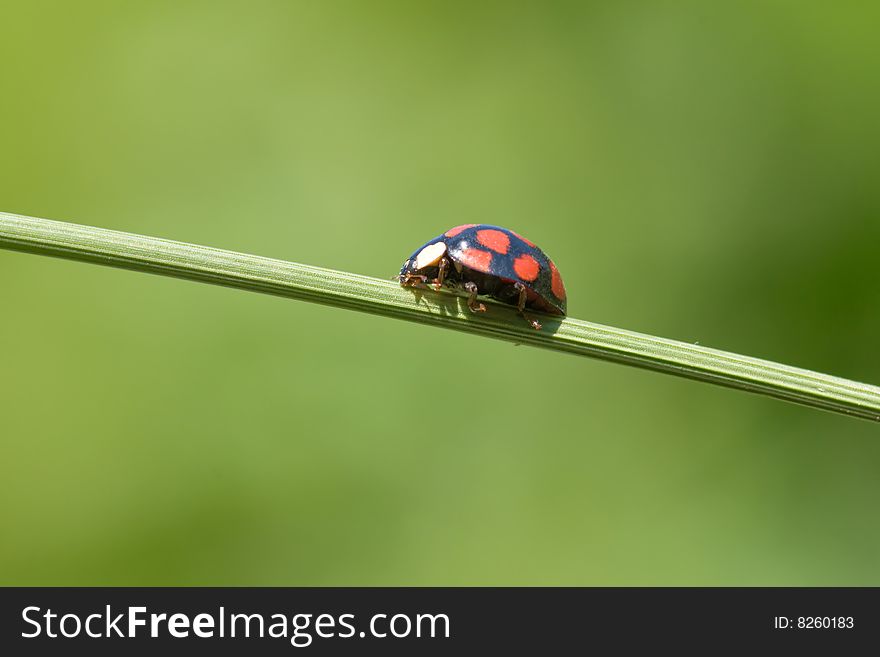 Ladybug is walking on grass stem. Ladybug is walking on grass stem