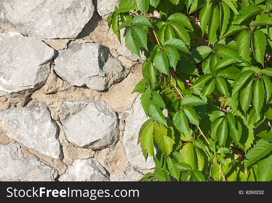 Hop plant on stone wall background. Hop plant on stone wall background
