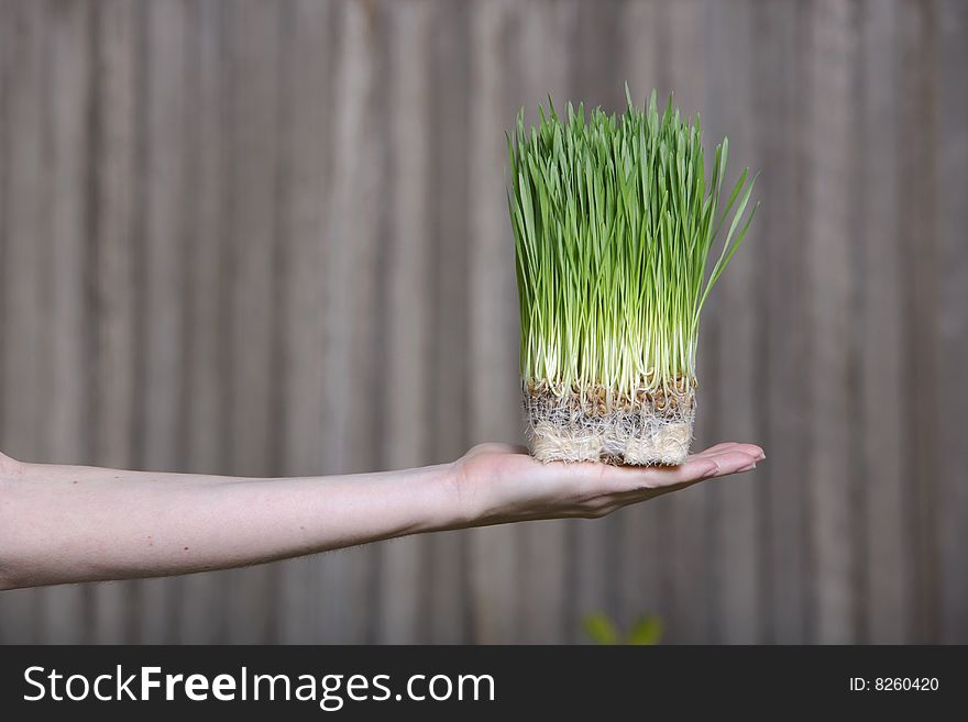 Holding Grass Sprouts