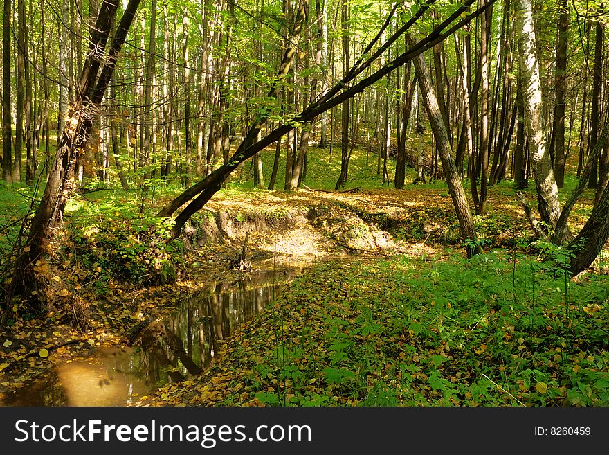 Brook In The Forest