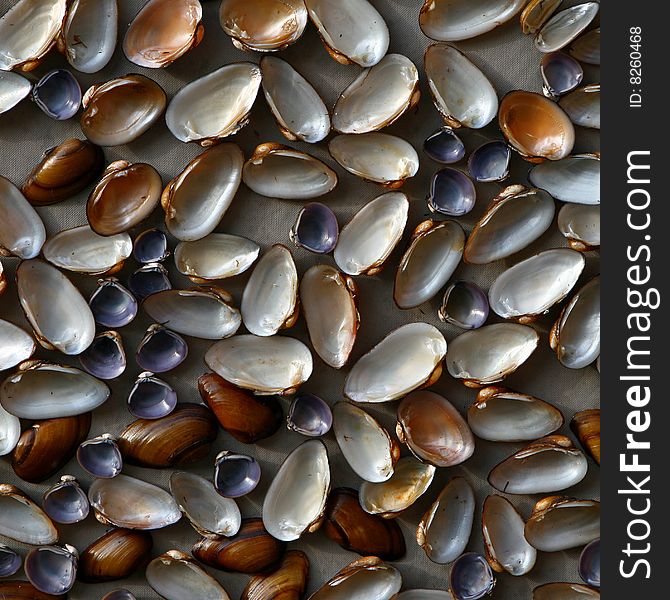 Blue and brawn cockleshells on a light gray background. These include cockleshells with nacre. Blue and brawn cockleshells on a light gray background. These include cockleshells with nacre.