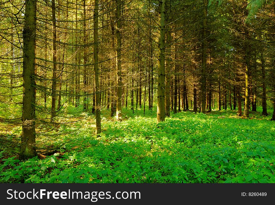 Mysterious fir forest with sunlight rays. Mysterious fir forest with sunlight rays