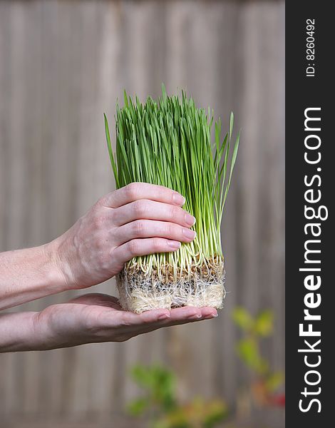 A person holds a bunch of young grass sorputs. A person holds a bunch of young grass sorputs