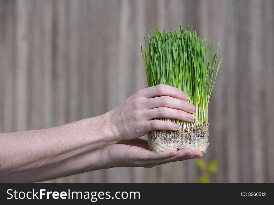 A person holds a bunch of young grass sorputs. A person holds a bunch of young grass sorputs