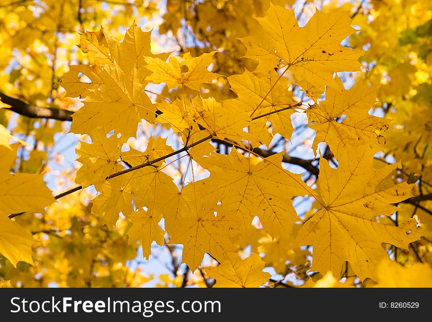 Autumnal gold maple leaves background. Autumnal gold maple leaves background