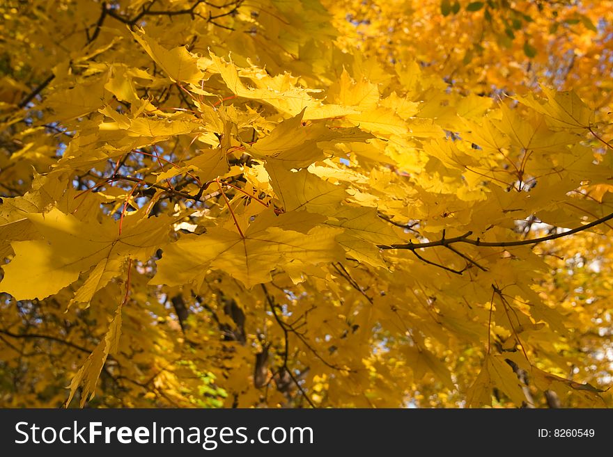 Autumnal gold maple leaves background. Autumnal gold maple leaves background