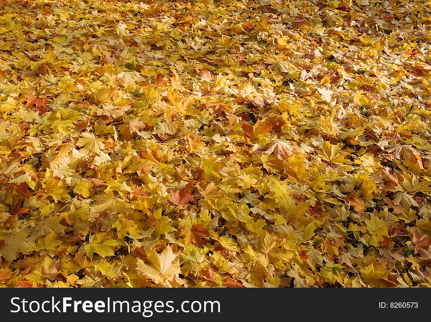 Gold maple fallen leaves background