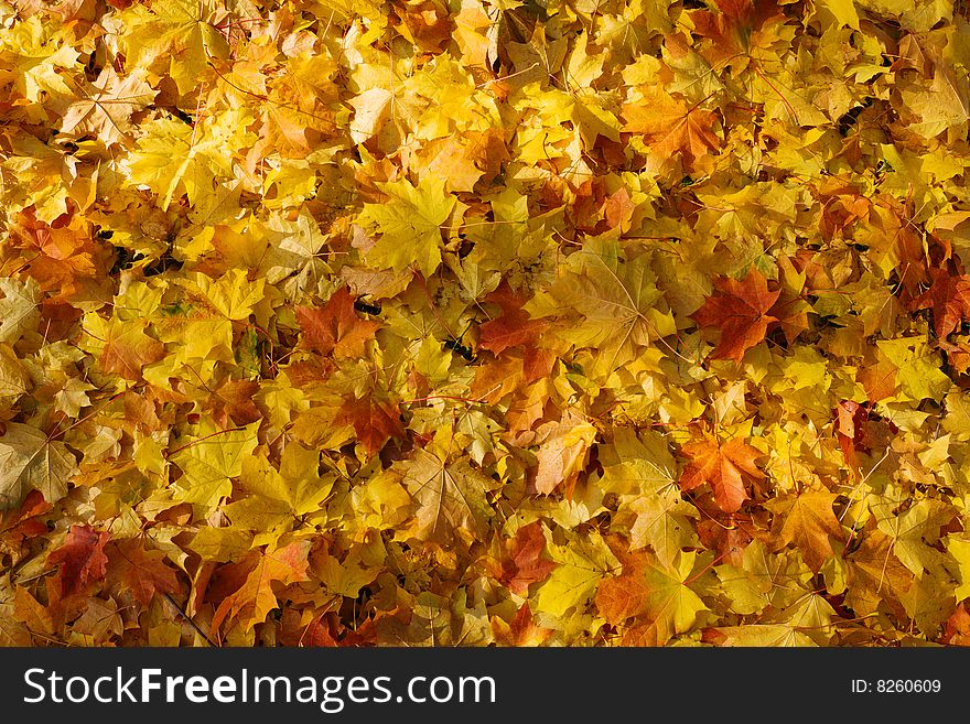 Gold maple fallen leaves background