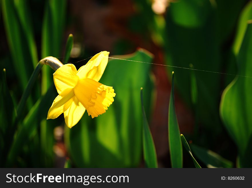 A daffodil in my garden pulled by the strength of a single strand of spiderweb. A daffodil in my garden pulled by the strength of a single strand of spiderweb.