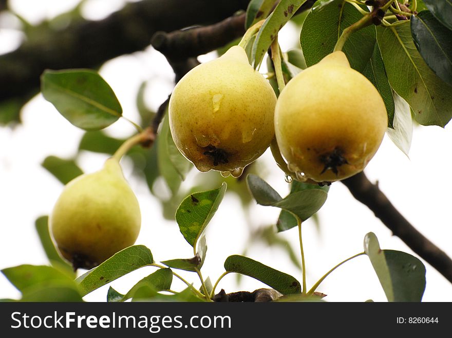 Three riped pears on tree