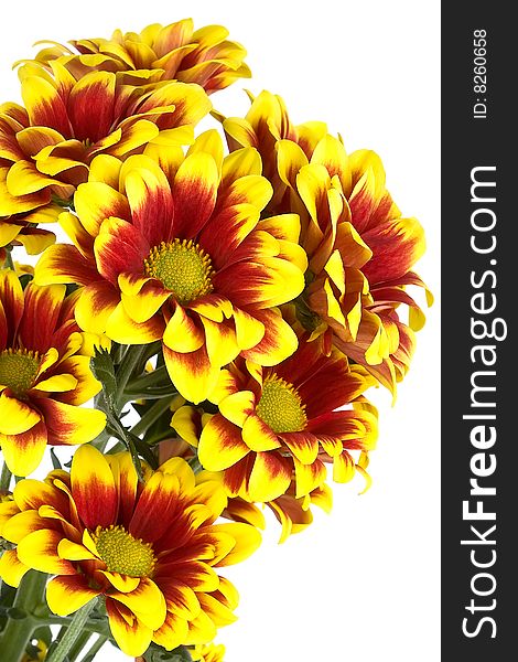 Bouquet of colorful chrysanthemum isolated on white
