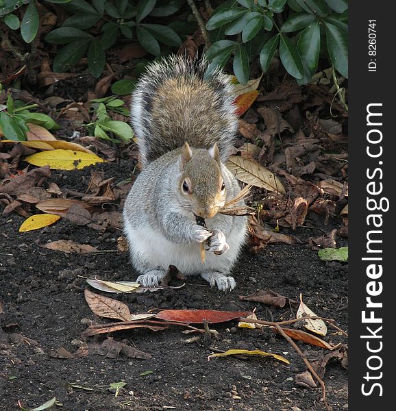 Eating young squirrel in a park of London in autumn. Eating young squirrel in a park of London in autumn