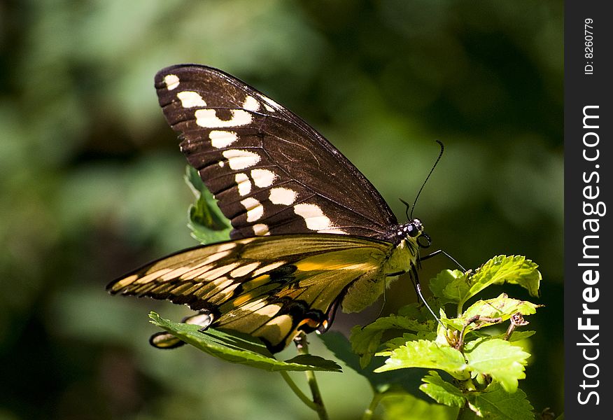 Close-up of Giant Swallowtail Butterfly Papilio cresphontes on a plant in my garden.