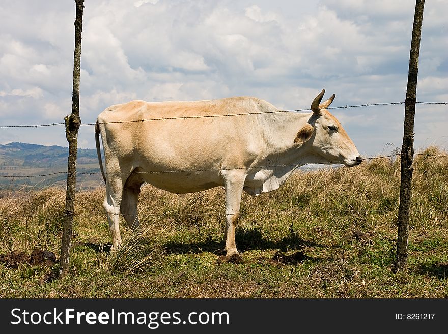 White bull standing behind the barbed wire fence