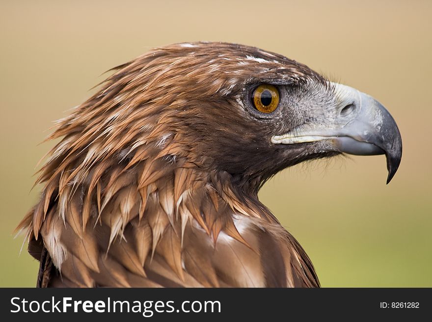 Golden eagle (aquila chrysaetos) face closeup. Golden eagle (aquila chrysaetos) face closeup