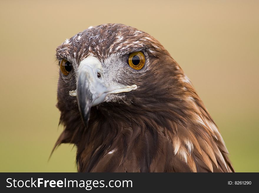 Golden eagle (aquila chrysaetos) face closeup. Golden eagle (aquila chrysaetos) face closeup