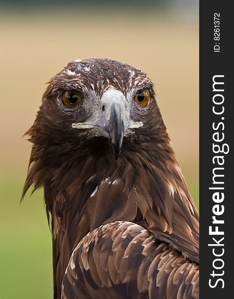 Golden eagle (aquila chrysaetos) face closeup. Golden eagle (aquila chrysaetos) face closeup