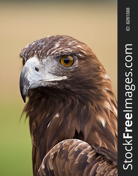 Golden eagle (aquila chrysaetos) face closeup. Golden eagle (aquila chrysaetos) face closeup