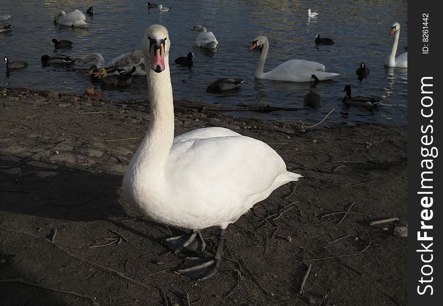 White goose on a bank of the Vltava river, Prague
