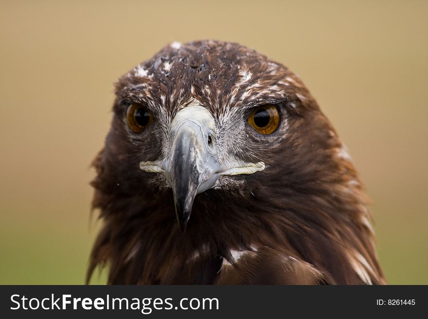 Golden eagle (aquila chrysaetos) face closeup. Golden eagle (aquila chrysaetos) face closeup