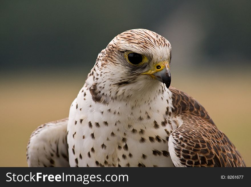 Saker falcon (falco cherrug) face closeup. Saker falcon (falco cherrug) face closeup