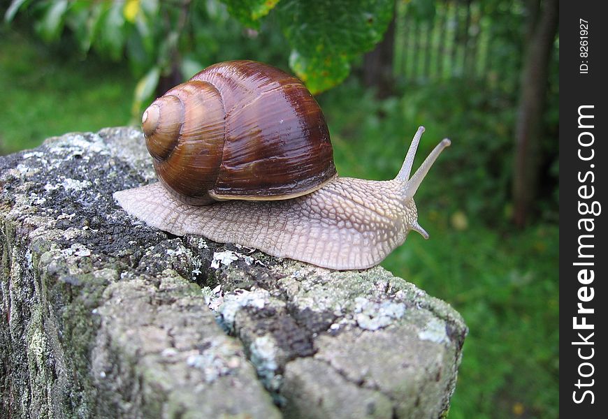 Big edible grape snail on background of the herb