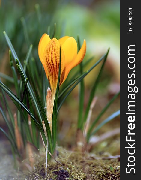 Close-up of beautiful yellow crocus. Close-up of beautiful yellow crocus