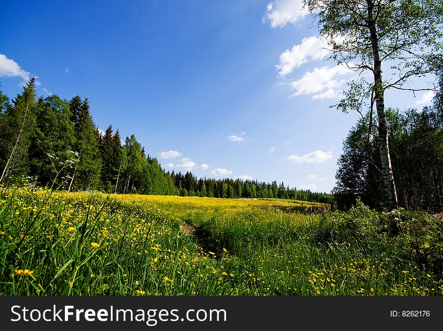 A summer meadow with yellow flowers. Sheeps in the far distance