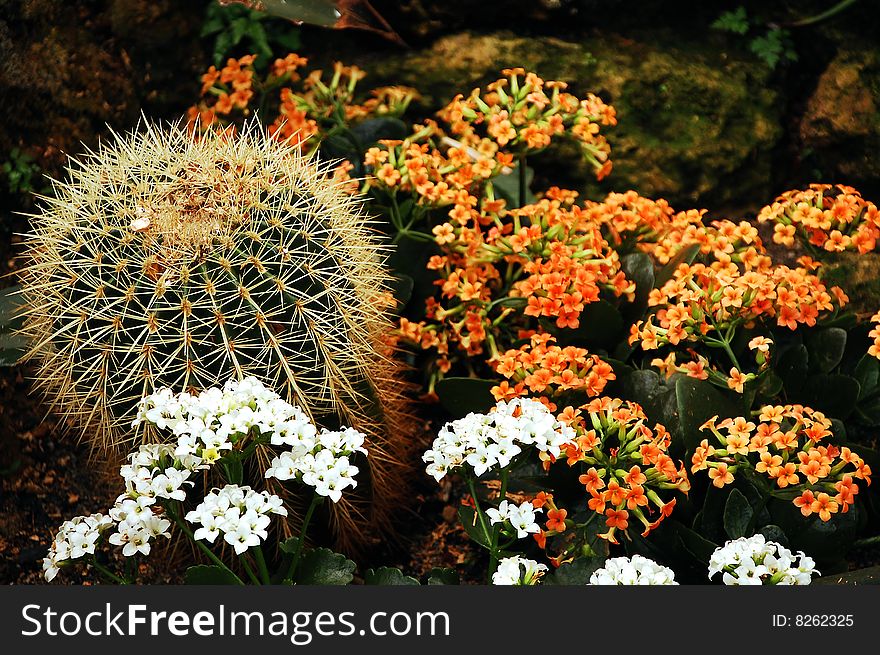 Prickly cactus plant