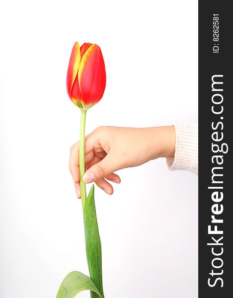 A girl's hand take a tulip. A girl's hand take a tulip.