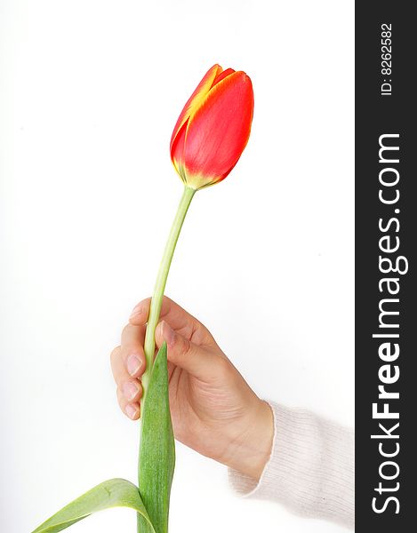 A girl's hand hold a tulip. A girl's hand hold a tulip.