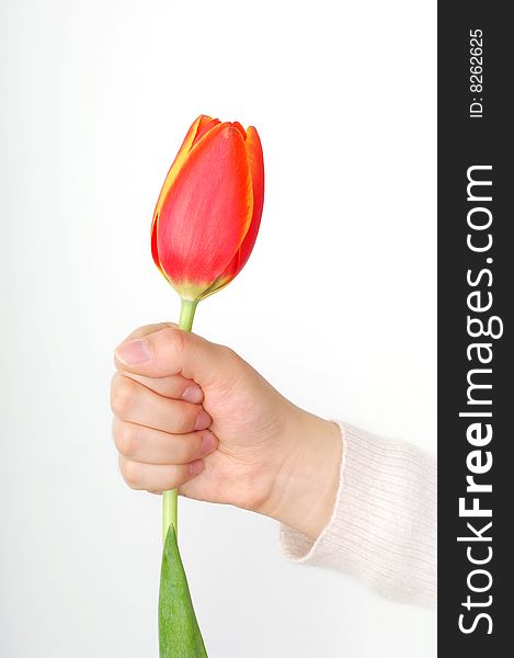 A girl's hand hold a tulip. A girl's hand hold a tulip.