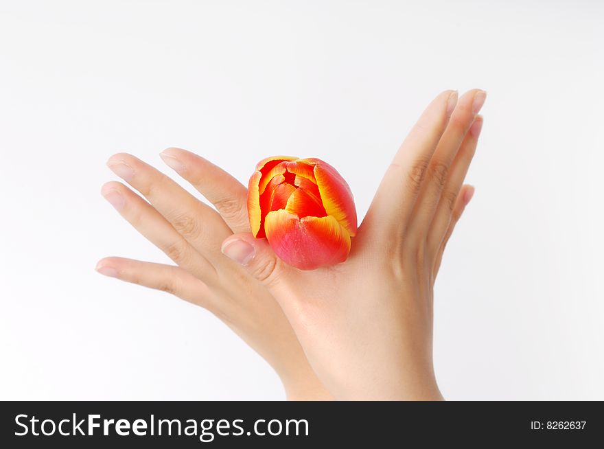 A tulip on girl's hand with gesture for victory. A tulip on girl's hand with gesture for victory.