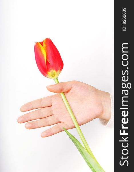 A girl's hand hold a tulip. A girl's hand hold a tulip.