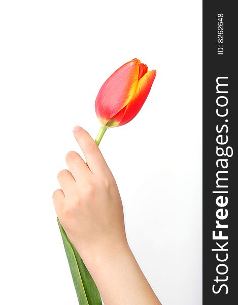 A tulip on girl's hand. isolated on white. A tulip on girl's hand. isolated on white.