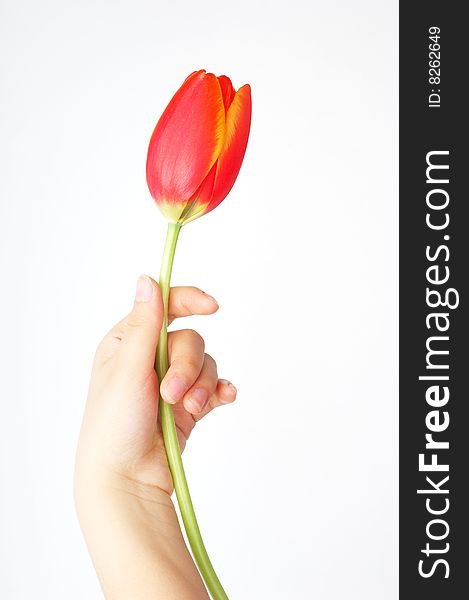 A girl's hand hold a tulip. A girl's hand hold a tulip.