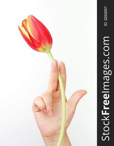 Tulip And Hand