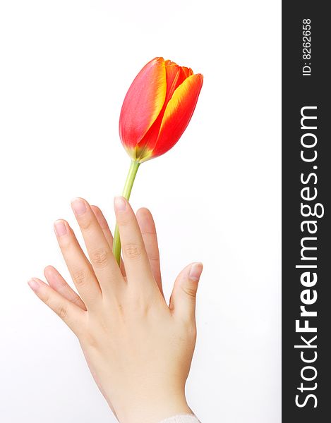 A girl's hand hold a tulip. A girl's hand hold a tulip.