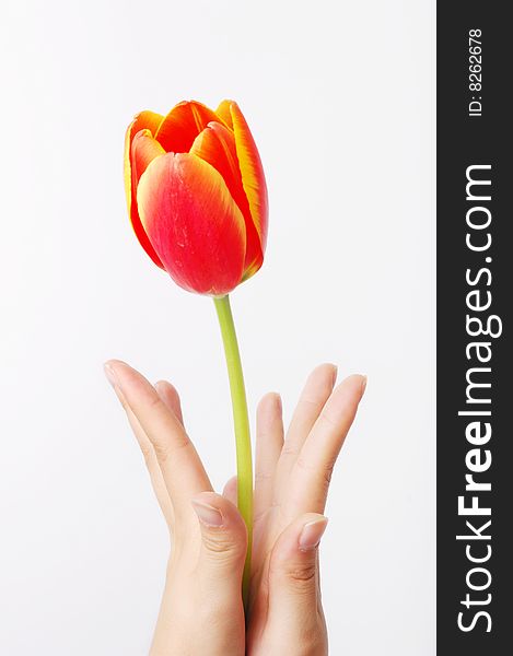 A tulip on girl's hand. isolated on white. A tulip on girl's hand. isolated on white.