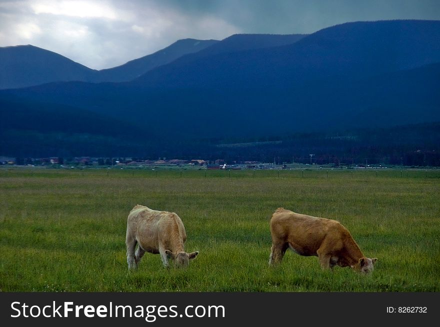 Cattle grazing under a mid summer rainstorm amongst the Colorado Rocky Mountains outside of Winter Park. Cattle grazing under a mid summer rainstorm amongst the Colorado Rocky Mountains outside of Winter Park