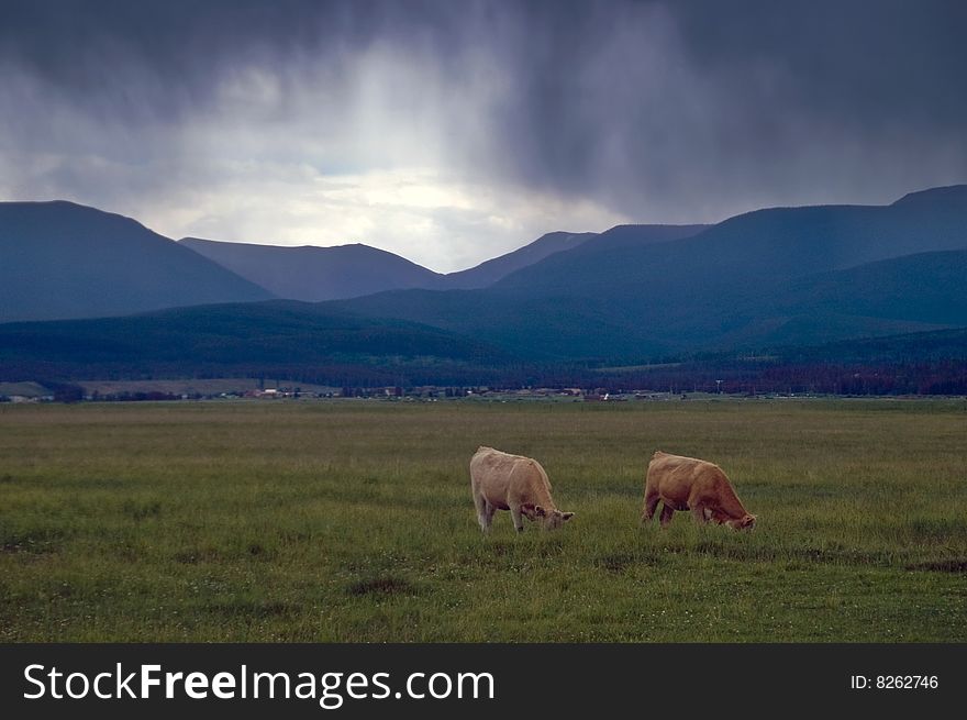 Cattle grazing under a mid summer rainstorm amongst the Colorado Rocky Mountains outside of Winter Park. Cattle grazing under a mid summer rainstorm amongst the Colorado Rocky Mountains outside of Winter Park